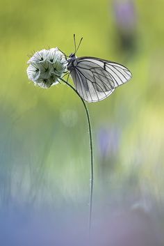 a butterfly sitting on top of a white flower