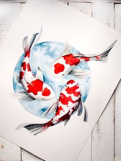 two red and white koi fish swimming in a blue circle on a white background