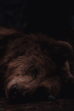 a brown bear laying down in the dark