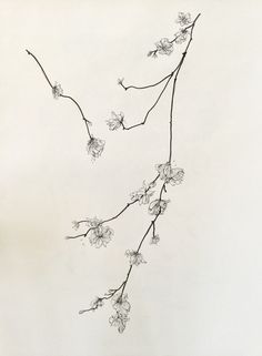 an ink drawing of a branch with flowers