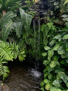 waterfall landscape foliage Jungle Waterfall, Tropical Waterfall, Rainforest Plants, Jungle Life, Turtle Pond, Tropical Painting, Ponds Backyard, Kew Gardens, Tropical Landscaping