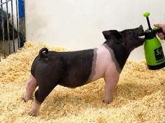 a small pig standing on top of a pile of hay next to a green bottle