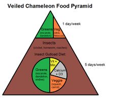 a food pyramid with different types of veggies in each section, labeled chamelon food pyramid