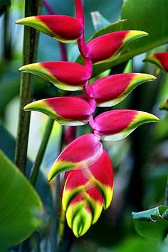 red and yellow flower with green leaves in the background