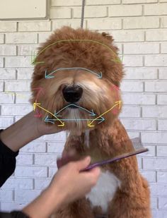 a dog being groomed by a person with an electronic device in its mouth and arrows drawn on it's face