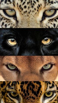 four different pictures of the same animal's face and their eyes, all with different colors