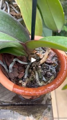 a potted plant with leaves and dirt in it