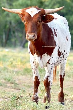 a brown and white cow standing on top of a grass covered field with trees in the background