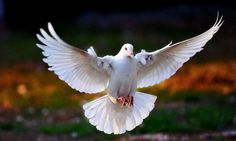 a white bird flying through the air with its wings spread