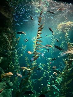 an aquarium filled with lots of different types of fish