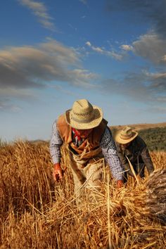 two men in hats and vests are working in a field with wheat stalks on the ground