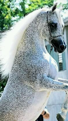 a white and black horse standing on top of a lush green field