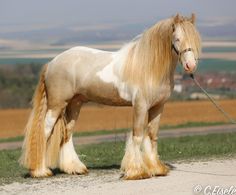 a brown and white horse standing on top of a grass covered field next to a dirt road