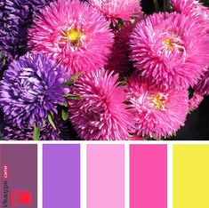 purple and yellow flowers are in color swatches with the same shade as each other