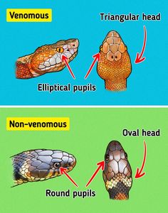 two different types of snakes with their names in english and french, including an image of a