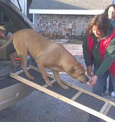 two women and a dog are looking at something in the back of a car