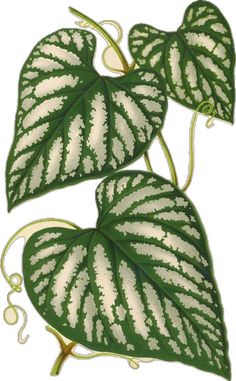 two large green and white leaves on top of each other, with vines in the middle