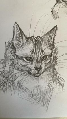 a pencil drawing of a cat's face with another one in the back ground