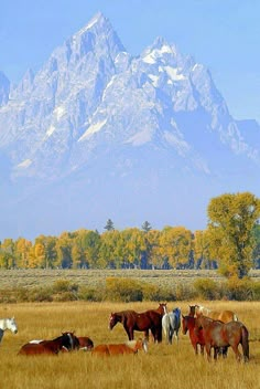 several horses are standing in a field with mountains in the background