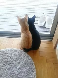 two cats sitting on the floor looking outside