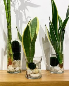 three glass vases with plants and rocks in them