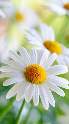 white and yellow flowers with green stems in the foreground, blurry image behind them