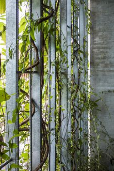 vines growing up the side of an old building with metal bars on it's sides