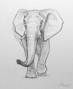 an elephant is shown in this drawing