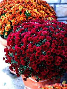 red and yellow flowers are in flower pots