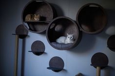 two cats sitting on top of cat furniture in a room with blue walls and round shelves