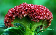 a red flower with green leaves in the background