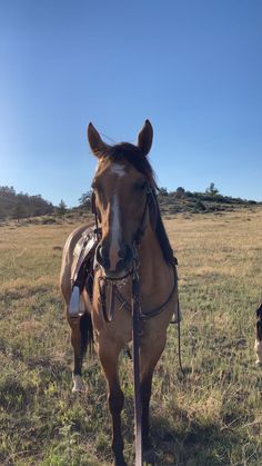 a brown horse standing on top of a grass covered field next to a black and white dog