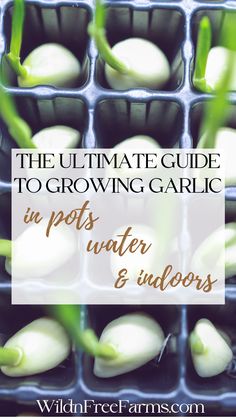 grow garlic in pots How To Grow Garlic From A Clove In Water, How To Grow Garlic In A Pot, Growing Garlic From Cloves Indoors, Grow Arugula Indoors, How To Grow Garlic Indoors, How To Grow Garlic From A Clove, How To Grow Garlic, Propagate Garlic, Grow Garlic From Clove