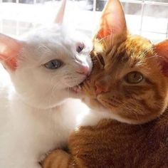 an orange and white cat laying on top of another cat next to each other in front of a window