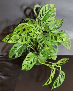 a close up of a plant with green leaves on a black tableclothed surface