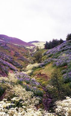 a hillside covered in lots of purple and white wildflowers next to a forest