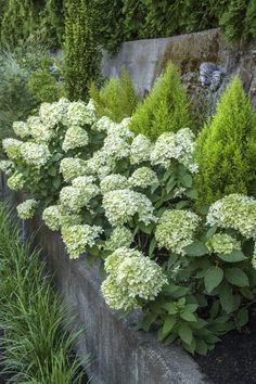 some white flowers and green plants by a stone wall in the middle of a garden