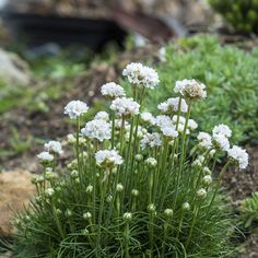 some white flowers are growing out of the ground