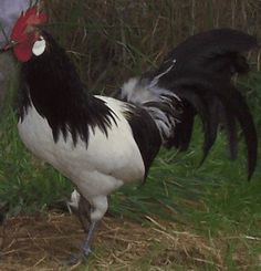 a black and white rooster standing in the grass