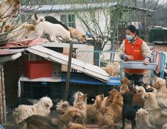 a woman wearing a face mask standing in front of a bunch of dogs