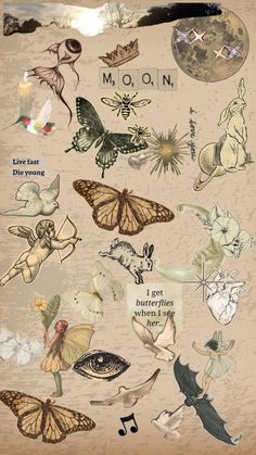 a poster with many different types of butterflies on it's back side, including the words moon