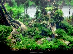 an aquarium filled with lots of green plants and trees in the middle of some water