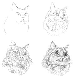 four different types of cats are shown in this drawing