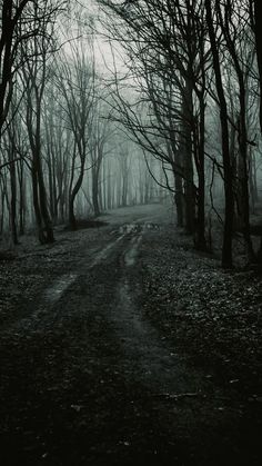 a dirt road surrounded by trees and leaves