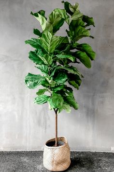 Ficus-Lyrata-Fiddle-Leaf-Fig Fig Bush, Wooden Garden Bed, Root Rot, Ficus Lyrata, Fiddle Leaf Fig Tree, Patio Planters, Fiddle Leaf, Fiddle Leaf Fig, Tall Plants