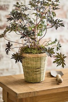 a small potted plant sitting on top of a wooden table next to a knife