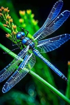 a blue dragonfly sitting on top of a green plant