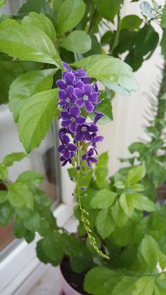 purple flowers are growing in pots on the window sill next to some green leaves