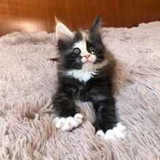 a small black and white kitten laying on top of a fluffy bed cover looking at the camera