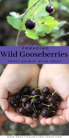 two hands holding wild gorseberries with text overlay reading foraging wild gooseberries tasty edible wild fruit